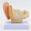 STZJBD Human Ear 1.5X Life Size Model,Human Ear Anatomy Model Organ Medical Teaching Supplies Professional Medical Educational Training Aid view 2