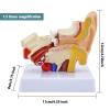 STZJBD Human Ear 1.5X Life Size Model,Human Ear Anatomy Model Organ Medical Teaching Supplies Professional Medical Educational Training Aid view 3