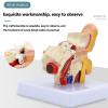 STZJBD Human Ear 1.5X Life Size Model,Human Ear Anatomy Model Organ Medical Teaching Supplies Professional Medical Educational Training Aid view 4