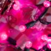 YULETIME Pink One-Piece G12 Raspberry Christmas Lights 140 Count 48 Feet, 2 Sets 70 LED 24 ft High Waterproof UL Certified String Light (Pink) view 4