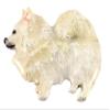 Handcrafted Hand Painted Pomeranian Full Body Magnet for Personalizing Home Office School Classroom Refrigerator Whiteboard Locker - Made in USA - SKU DP440AFMAG view 1