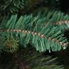 KKLT 9.8FT Holiday Decoration Christmas Tree,PE+PVC Artificial Christmas Tree,Car-Spread Eco-Friendly Christmas Pine Tree Perfect for Indoor and Outdoor-Green 300cm(9.8ft) view 3