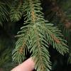 KKLT 9.8FT Holiday Decoration Christmas Tree,PE+PVC Artificial Christmas Tree,Car-Spread Eco-Friendly Christmas Pine Tree Perfect for Indoor and Outdoor-Green 300cm(9.8ft) view 4