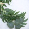 2PCS Artificial Peony Flower Swag, Wedding Arch Flowers Kit Peony Eucalyptus Floral Swag Wedding Backdrops for Reception Flower Arch Wedding Decorations for Ceremony view 4