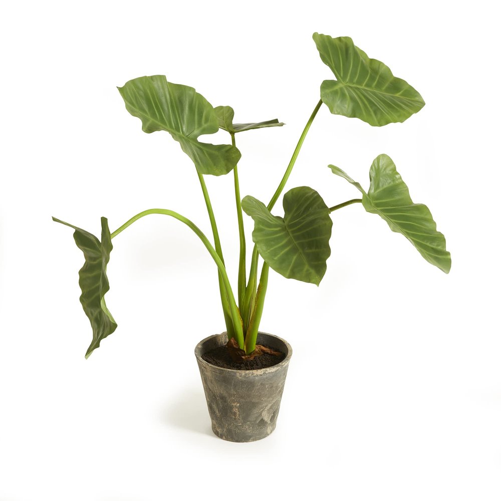 Napa Home & Garden Alocasia Potted 42" Green