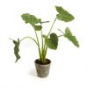 Napa Home & Garden Alocasia Potted 42" Green view 1