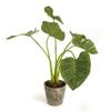 Napa Home & Garden Alocasia Potted 42" Green view 2