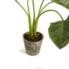 Napa Home & Garden Alocasia Potted 42" Green view 3