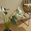 Napa Home & Garden Alocasia Potted 42" Green view 4