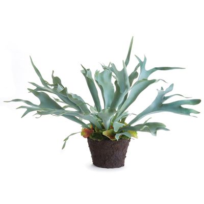 Napa Home & Garden Staghorn Fern Drop-in 21" Green