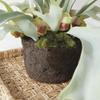 Napa Home & Garden Staghorn Fern Drop-in 21" Green view 2