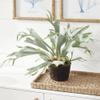 Napa Home & Garden Staghorn Fern Drop-in 21" Green view 3