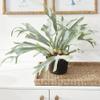 Napa Home & Garden Staghorn Fern Drop-in 21" Green view 4