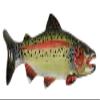 Handcrafted Hand Painted Rainbow Trout Large Premium Magnet Gift for Fishermen Home Office Lodge Fridge Whiteboard Locker - Made in USA - SKU FP001PRMAG view 1