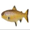 Handcrafted Hand Painted Atlantic Salmon Magnet Gift for Fishermen Home Office Lodge Fridge Whiteboard Locker - Made in United States - SKU FP058BMAG view 1