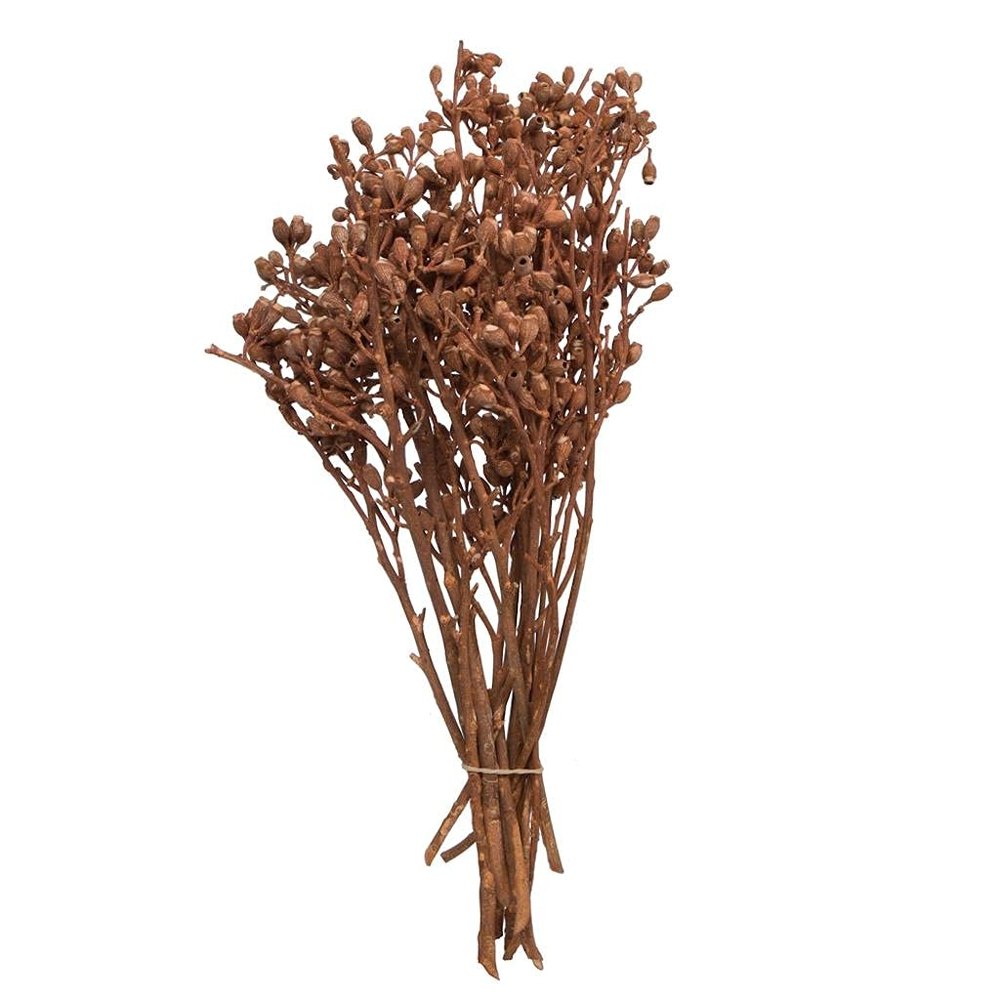 12"x1-3" Eucalyptus Orange Frost 16Pc Bu