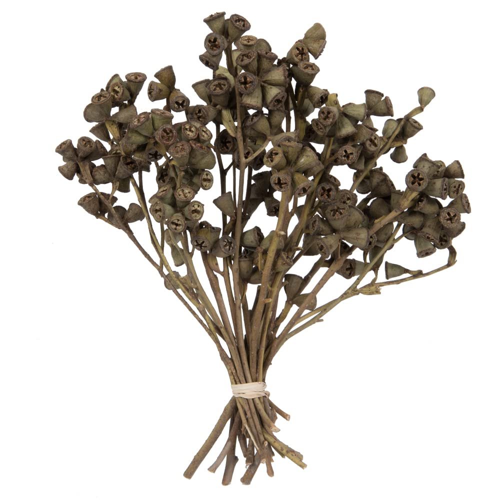 11"x2-4" Conical Gum Branch 20Pc Bunch