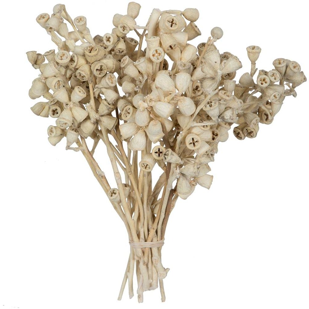 11"x2-4" Conical Gum Bleached 20Pc Bu
