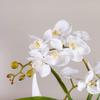 JINCAN Artificial Flowers Simulation Phalaenopsis With Vase Set, Artificial Fake Flower Pot Home Hotel Silk Flower Fake Flower Decoration, Ceramic Flower Pot Artificial Bonsai Decoration Decoration Bo view 4
