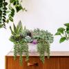 14 Pcs Assorted Artificial Succulents Fake Plants in Rectangular Wooden Pots Artificial Potted Succulents Plants Arrangement for Table Centerpiece Windowsill Shelf Mantel Tropical Greenery Decor view 4
