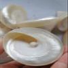 4pcs Spiral Cut Silver Troca I Sliced Shells Natural White Mother of Pearl Shell Iridescent Seashell Tower view 4