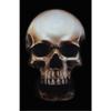 Above and Below by Will Thompson Human Skull Still Life Unframed Canvas Wall Art view 1