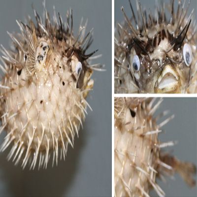 Salty Pelican Pack of 3 Sushi Bar Hanging Decor Dried Porcupine Fish, 5 to 7 inch ea, P-1