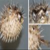 Salty Pelican Pack of 3 Sushi Bar Hanging Decor Dried Porcupine Fish, 5 to 7 inch ea, P-1 view 1