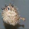 Salty Pelican Pack of 3 Sushi Bar Hanging Decor Dried Porcupine Fish, 5 to 7 inch ea, P-1 view 2