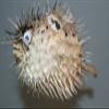 Salty Pelican Pack of 3 Sushi Bar Hanging Decor Dried Porcupine Fish, 5 to 7 inch ea, P-1 view 3