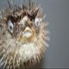 Salty Pelican Pack of 3 Sushi Bar Hanging Decor Dried Porcupine Fish, 5 to 7 inch ea, P-1 view 4