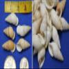 Pack of 300 White Tan Color Land Snail Shells, Bulk Priced, 1st Quality, 1 1/2 to 2 inch, SS-109 view 1