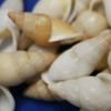 Pack of 300 White Tan Color Land Snail Shells, Bulk Priced, 1st Quality, 1 1/2 to 2 inch, SS-109 view 3