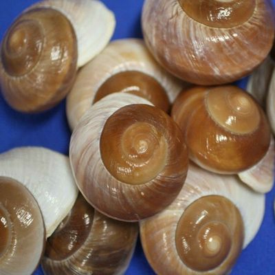 Salty Pelican Pack of 80 Display Quality Vase Filler Seashells, Large Brown Snail Shells, 2-2 3/4 inch, SS-90