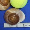 Salty Pelican Pack of 80 Display Quality Vase Filler Seashells, Large Brown Snail Shells, 2-2 3/4 inch, SS-90 view 2