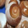 Salty Pelican Pack of 80 Display Quality Vase Filler Seashells, Large Brown Snail Shells, 2-2 3/4 inch, SS-90 view 3