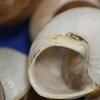 Salty Pelican Pack of 80 Display Quality Vase Filler Seashells, Large Brown Snail Shells, 2-2 3/4 inch, SS-90 view 4