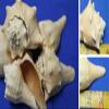 Salty Pelican Pack of 5 Medium Conch Seashells Beach Decor Display Crafts, 3-4 inch, SS-110 view 1