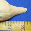 Salty Pelican Pack of 5 Medium Conch Seashells Beach Decor Display Crafts, 3-4 inch, SS-110 view 2