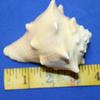 Salty Pelican Pack of 5 Medium Conch Seashells Beach Decor Display Crafts, 3-4 inch, SS-110 view 3