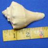 Salty Pelican Pack of 5 Medium Conch Seashells Beach Decor Display Crafts, 3-4 inch, SS-110 view 4