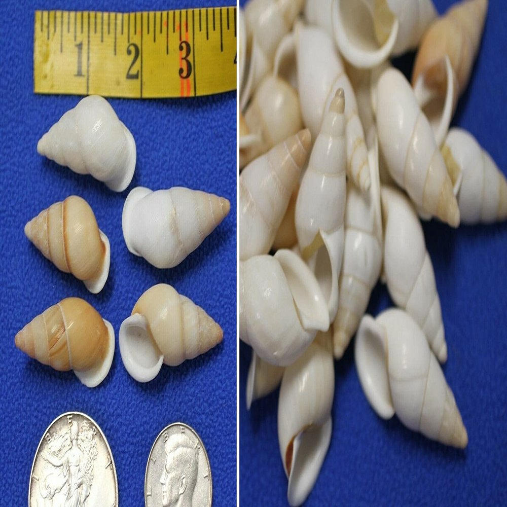 Salty Pelican Pack of 450 Snail Shells White Tan Colors, Seashell Artisan Supplies, 1 1/2 to 2 inch, SS-109