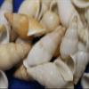 Salty Pelican Pack of 450 Snail Shells White Tan Colors, Seashell Artisan Supplies, 1 1/2 to 2 inch, SS-109 view 2