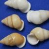 Salty Pelican Pack of 450 Snail Shells White Tan Colors, Seashell Artisan Supplies, 1 1/2 to 2 inch, SS-109 view 4