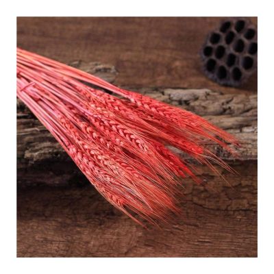 HANRUO Dried Flowers-50/ 100Pcs Natural Dried Wheat Ear Flower ArrangementReal Wheat Stalks Grain Bouquets DIY Craft for Office Home Festiv Decoration (Color : Red, Size : 50pcs)