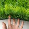 BAILR Faux Boxwood Hedge Wall Panels 2pcs, Artificial Hedge Plant, Greenery Panels Suitable for Both Outdoor or Indoor Use, Garden, Backyard and/or Home Decorations, Boxwood view 4