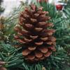 Wreath LIU- 270cm Christmas Garland Artificial Green Spruce with Pine Conesfor Home Wedding Party Christmas,Mantel,Stairs Railings and Doorway Decoration (Size : 10pack) view 3