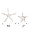 Nautical Crush Trading Starfish & Knoby Starfish Decor - (10) White Starfish 4-6" and (10) Knobby Starfish 2-3.5" - Beach Wedding Decor - Coastal Party Decorations - Seashell Decor view 3
