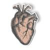 Anatomical Heart - 5.5" Magnet for Car Locker Refrigerator view 1