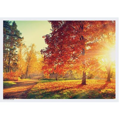 14in. x 10in. Autumn Walk Disposable Paper Placemats (50 Pack)